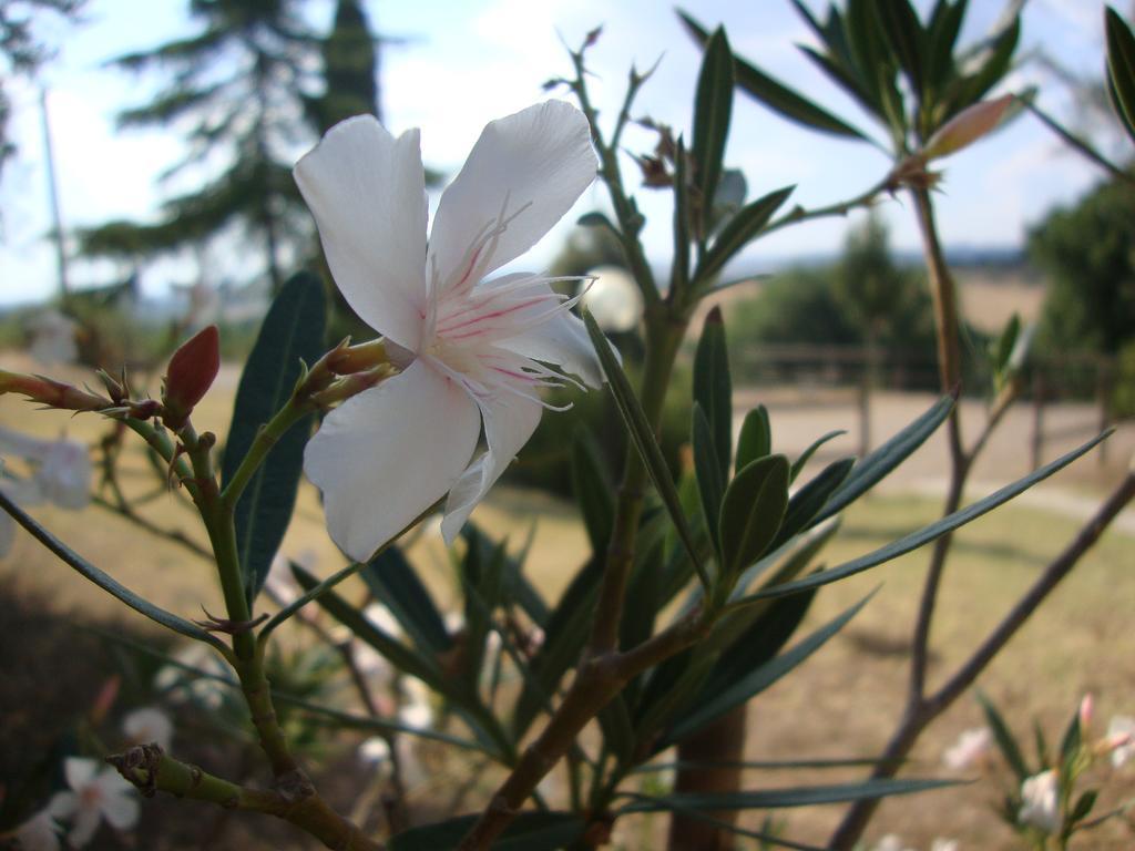 Agriturismo Podere Selvette 캄파냐티코 외부 사진
