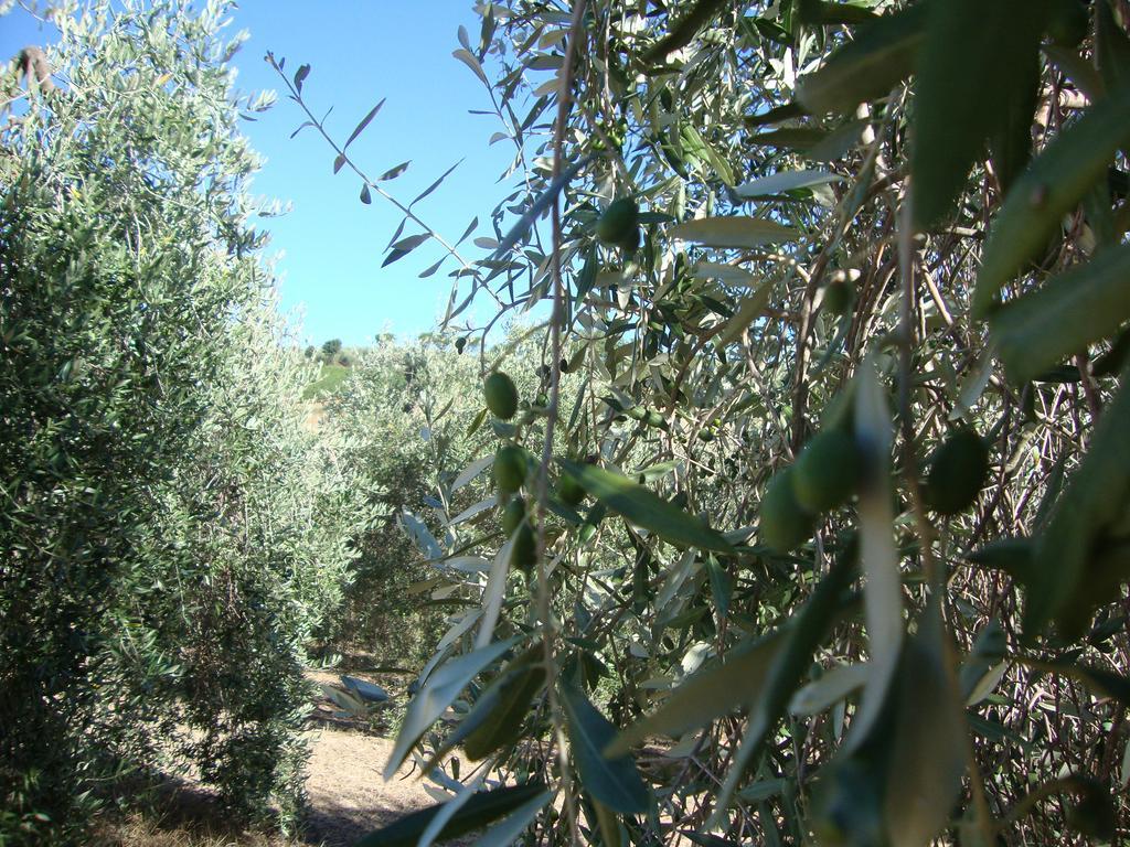 Agriturismo Podere Selvette 캄파냐티코 외부 사진